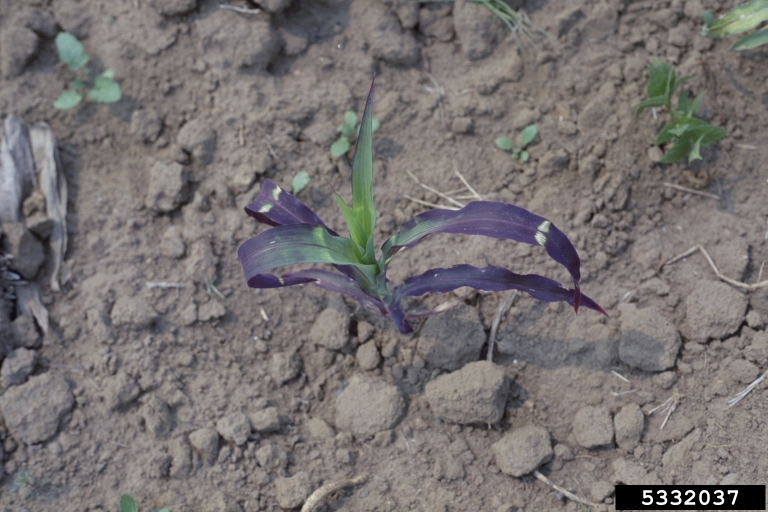 purple stalk of corn in brown and gray dirt